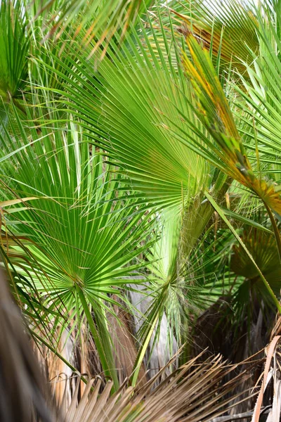 Palmenblätter Spanien Kopierraum — Stockfoto