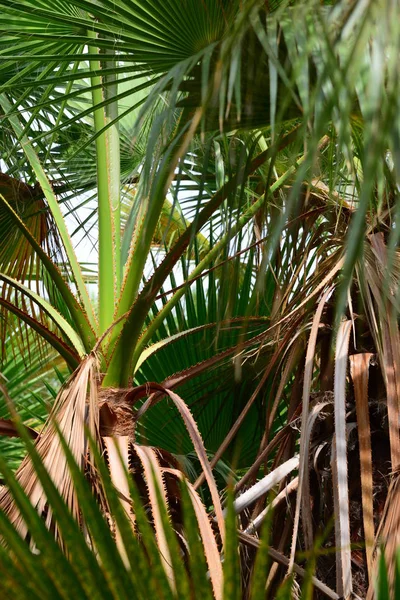 西班牙棕榈叶 复制空间 — 图库照片