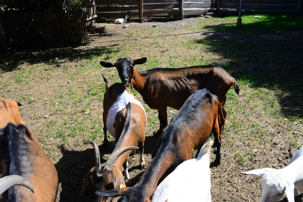 Grupo Cabras Pastando Parque — Foto de Stock