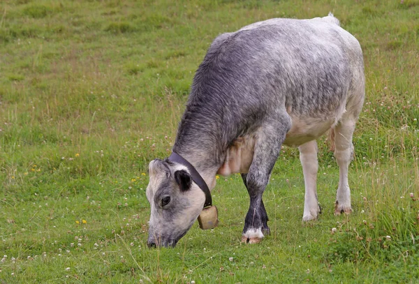 Young Gray Browsing Mountain Meadow — Stock Photo, Image