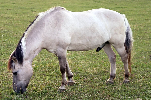 Cavalo Branco Animal Equino — Fotografia de Stock