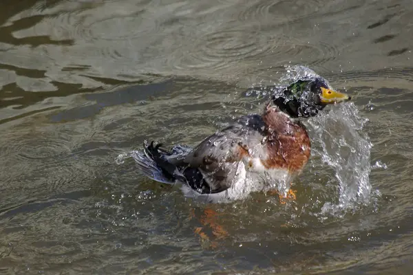 Pato Común Salpicando Cuerpo Agua — Foto de Stock