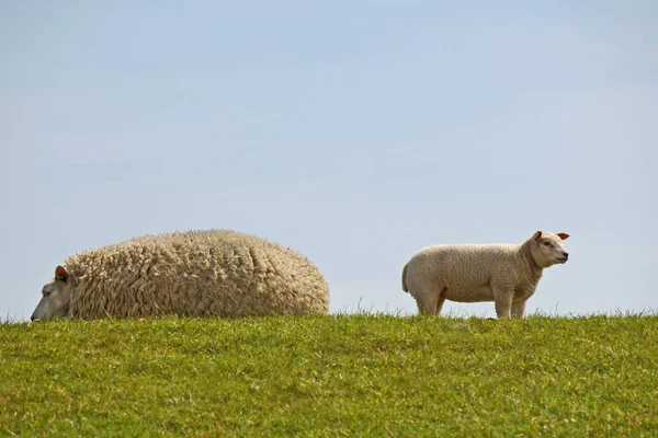 Schafe Mit Lamm Auf Der Deichkrone — Stockfoto