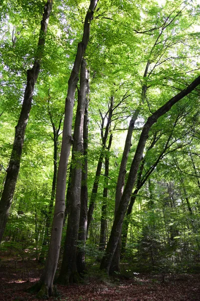 Beautiful German Forest — стоковое фото