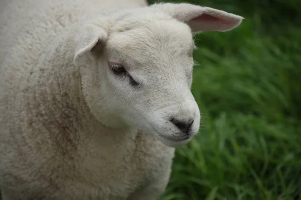 Πρόβατα Αρνί Στο Βοσκότοπο — Φωτογραφία Αρχείου