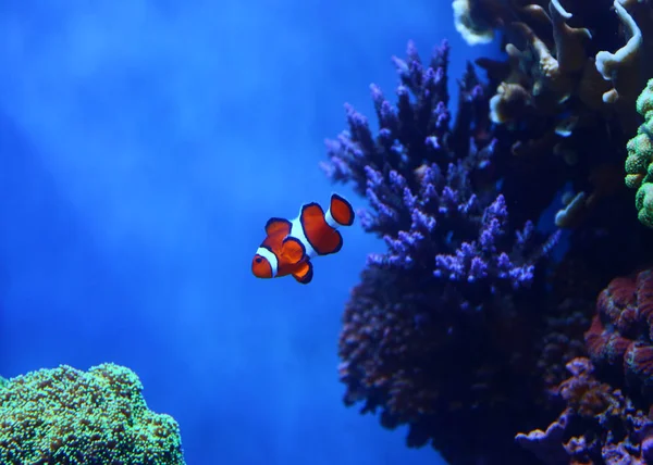 Clown Fish Sea Underwater — стоковое фото