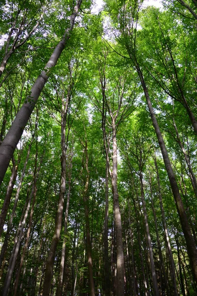 Beautiful German Forest — стоковое фото