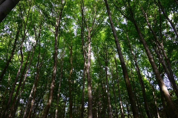 Beautiful German Forest — стоковое фото