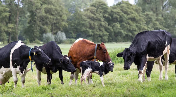 a newborn calf is cared for by the cow herd