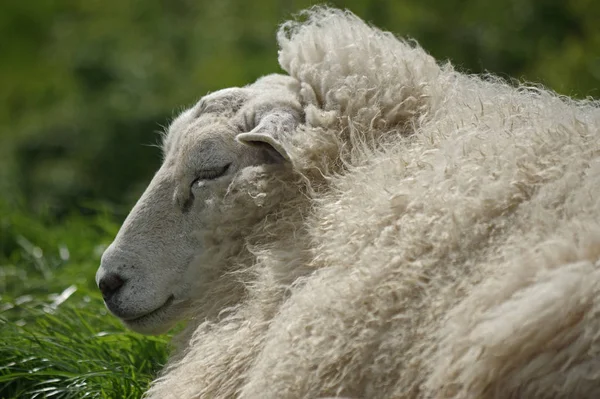 牧草地の羊 — ストック写真