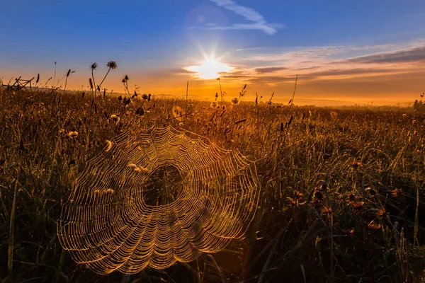 Cobweb Утреннем Свете — стоковое фото