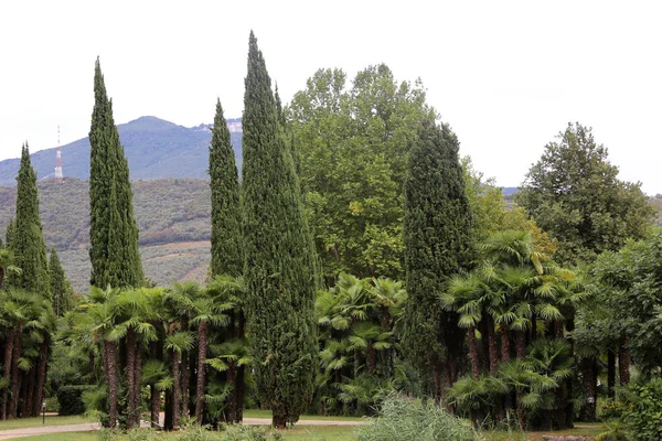 Árboles Cipreses Parque Cercano Ribera Del Garda — Foto de Stock
