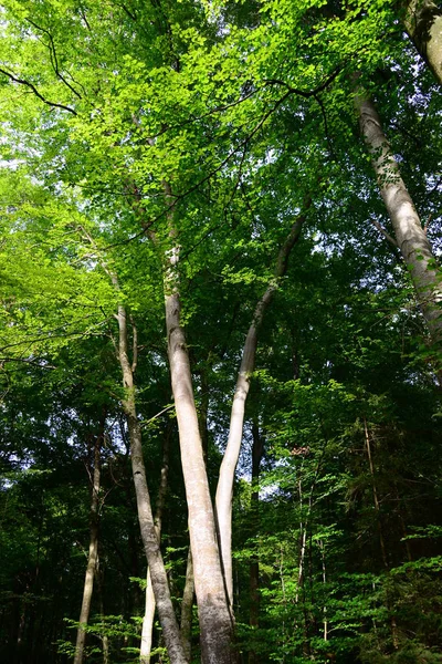 Het Prachtige Duitse Bosgebied Een Van Mooiste Bossen Ter Wereld — Stockfoto