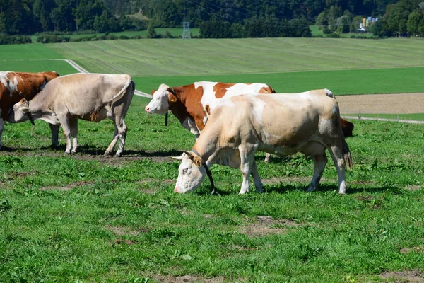 Αγελάδα Αγελάδες Βοσκότοπο Bayern — Φωτογραφία Αρχείου
