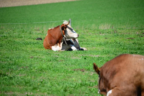 Koe Koeien Weide Bavaria — Stockfoto