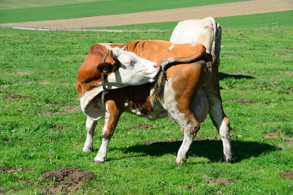 Cow Cows Weide Bavaria — Stock Photo, Image