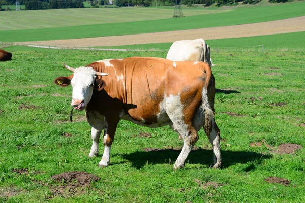 Αγελάδα Αγελάδες Στάχυα Στη Βαυαρία — Φωτογραφία Αρχείου