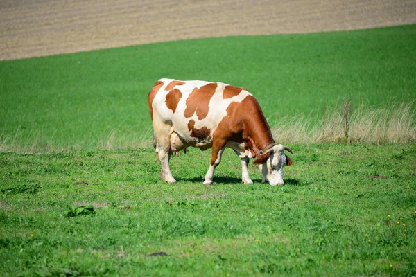 Nek Bavyera Inekler — Stok fotoğraf