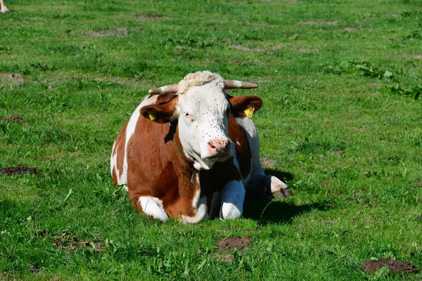 Vaca Vacas Sobre Peso Bavaria — Fotografia de Stock