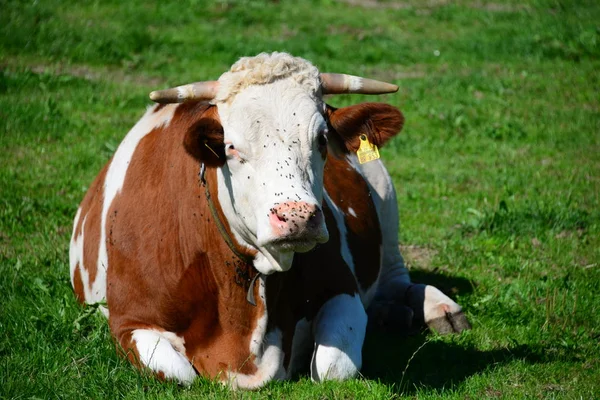 Корова Коровы Weide Баварии — стоковое фото