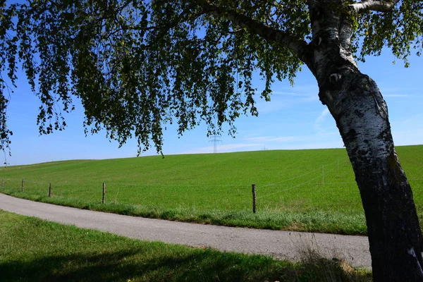 Пышные Зеленые Луга Баварии Германия — стоковое фото