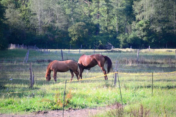 Chevaux Dans Pâturage — Photo