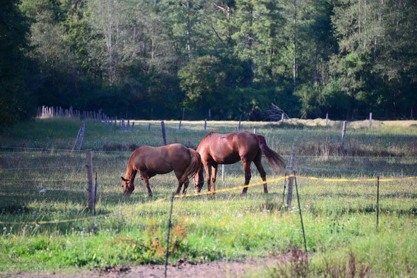 Pferde Auf Dem Feld — Stockfoto