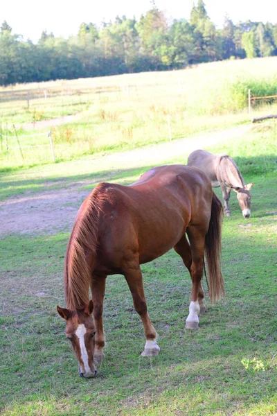 Chevaux Dans Champ — Photo