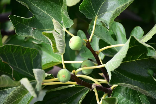 Higuera Hojas Verdes Árbol Frutal — Foto de Stock