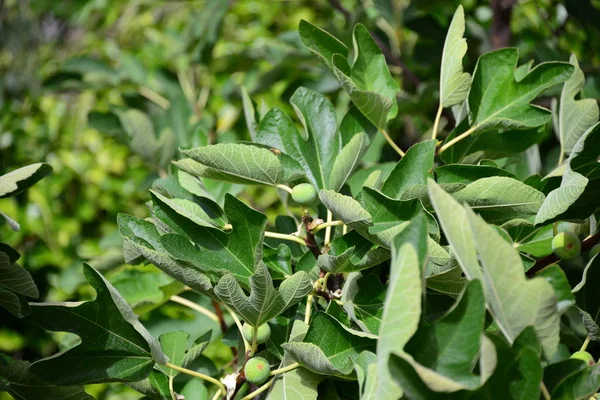 Fig Tree Green Leaves Fruit Tree — Stock Photo, Image