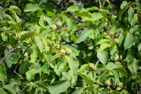 Walnotenboom Natuur Flora — Stockfoto