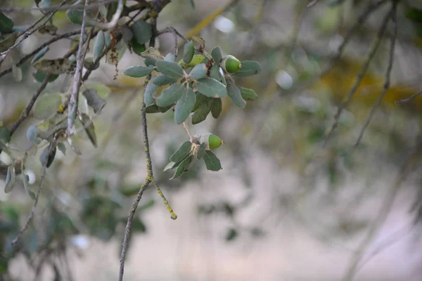 Olivenbaum Naturflora Und Pflanzen Mit Blättern — Stockfoto