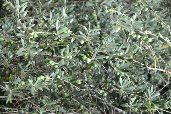 Olivenbaum Naturflora Und Pflanzen Mit Blättern — Stockfoto