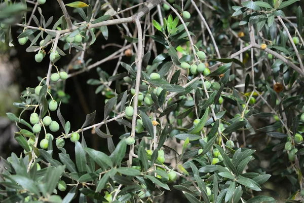 Olivenbaum Naturflora Und Pflanzen Mit Blättern — Stockfoto