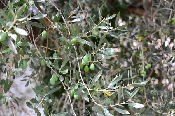 Olivenbaum Naturflora Und Pflanzen Mit Blättern — Stockfoto