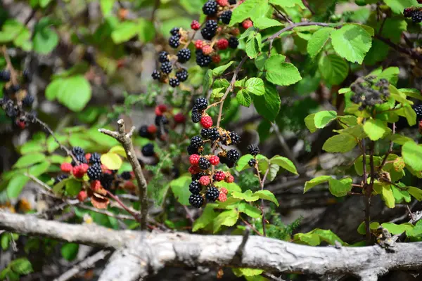 Björnbär Träd Flora Och Bladverk — Stockfoto