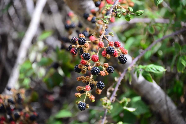 Björnbär Träd Flora Och Bladverk — Stockfoto