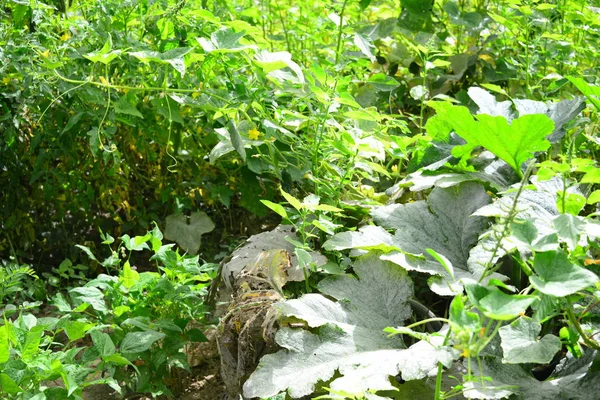 Squash Blossom Growing Plants Leaves — Stock Photo, Image