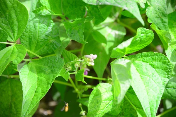 Feuilles Vertes Plante Dans Jardin — Photo