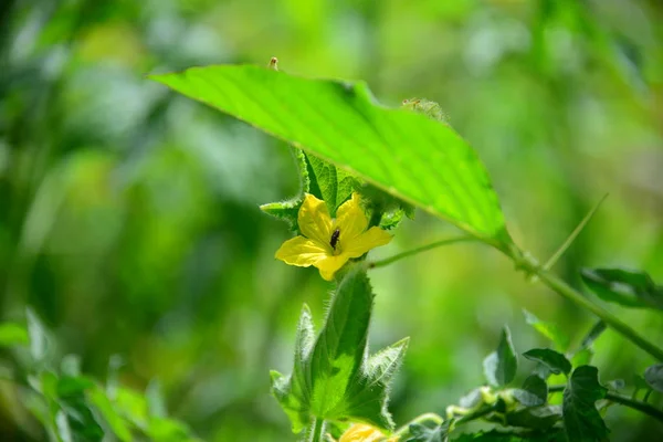 Florece Basura Cultivando Plantas Con Hojas — Foto de Stock
