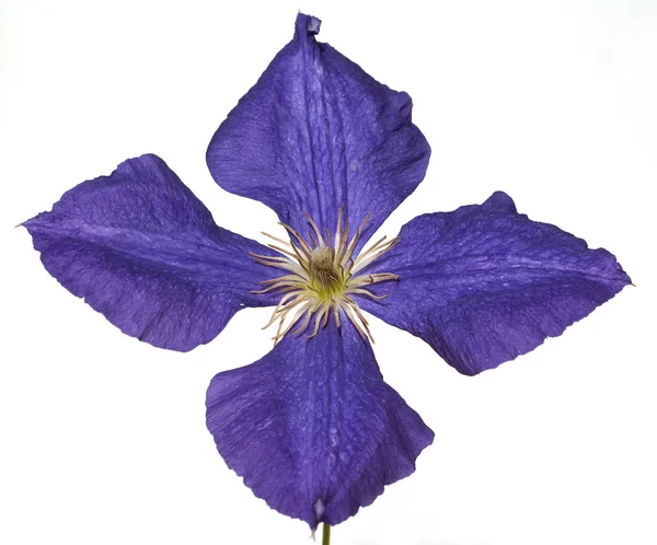 Flora Flower Petals Botany Plant — Stock Photo, Image