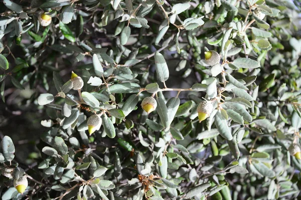 Ghiande Sui Rami Degli Alberi Flora — Foto Stock