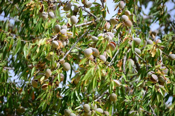 アーモンドの木や植物や葉は — ストック写真