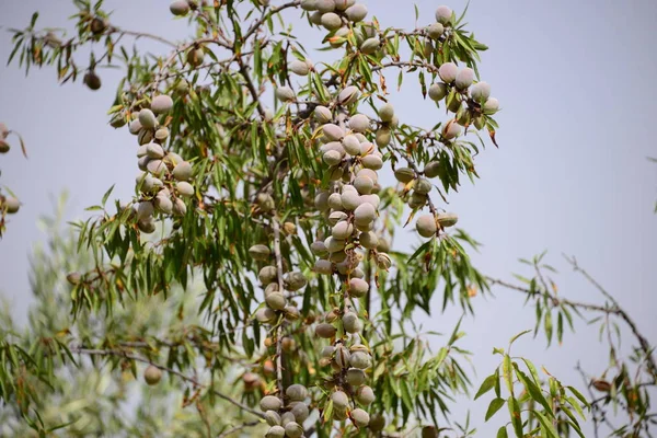 Almendro España — Foto de Stock