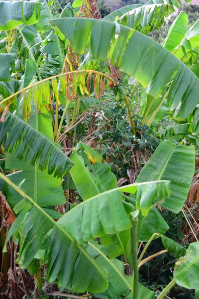 Bananeira Verde Árvore Frutos — Fotografia de Stock