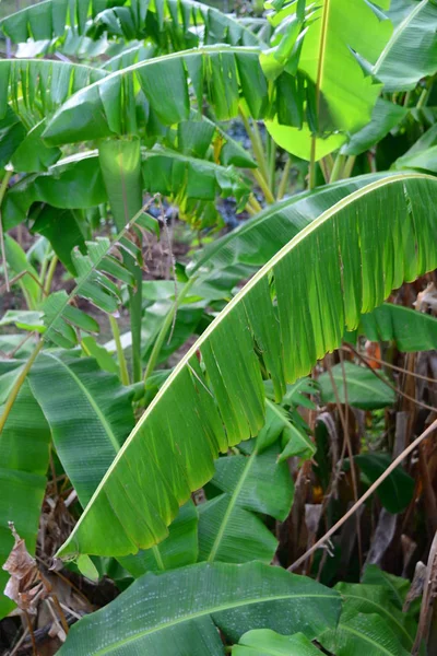 Bananeira Árvore Fruto Folhas Verdes — Fotografia de Stock