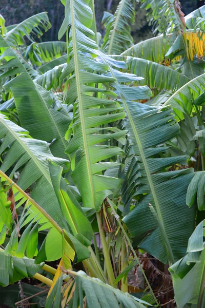 Bananeira Árvore Fruto Folhas Verdes — Fotografia de Stock