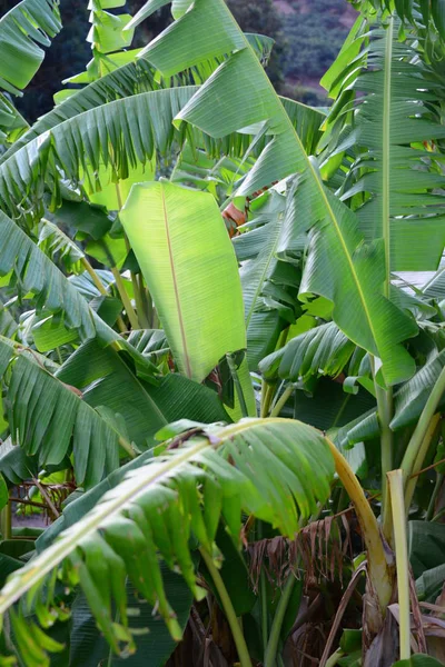 Banano Albero Frutto Foglie Verdi — Foto Stock