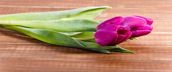 Schöne Aussicht Auf Natürliche Tulpenblumen — Stockfoto