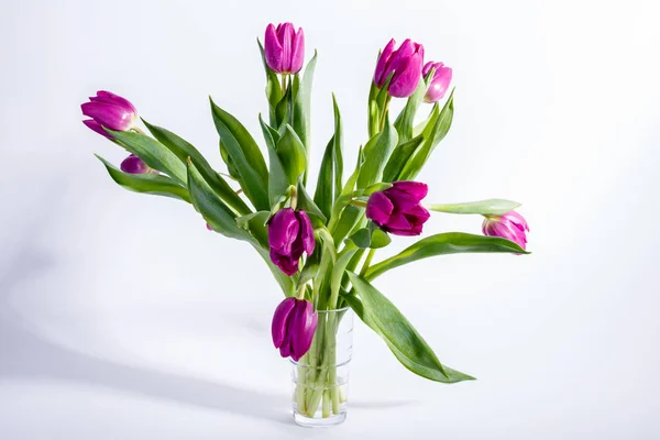 Beautiful Tulips Flowers Petals Flora — Stock Photo, Image